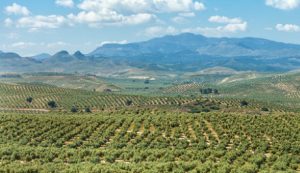 Typical Jean countryside.olive groves of Castillo de Canena