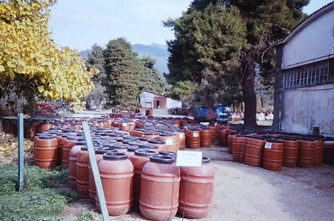 Olive curing in the sunshine at Rovies